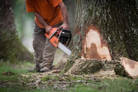 Pourquoi abattre un arbre