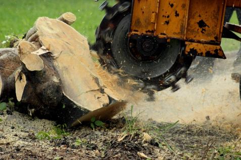 Faire retirer une souche d'arbre