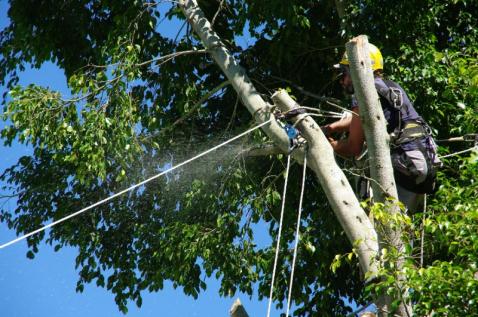 Abattage d'arbres